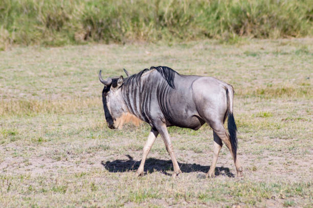 les gnous bleus errent à travers - zebra africa wildlife nature photos et images de collection