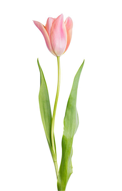 istock Tulip isolated on white background 1298621318