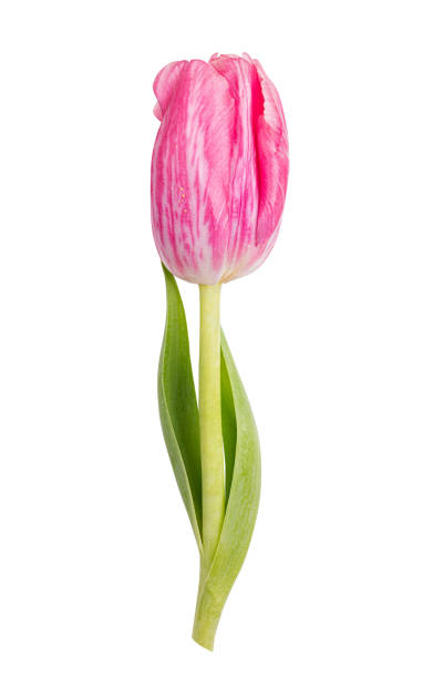 istock Tulip isolated on white background 1298621342