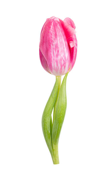 istock Tulip isolated on white background 1298621346
