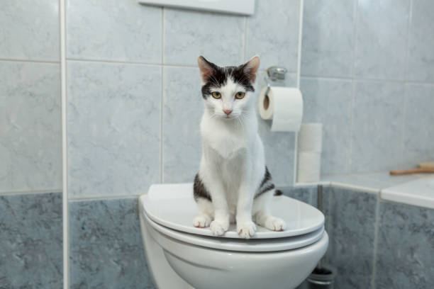 istock black and white young cat sitting on human toilet 1298622076