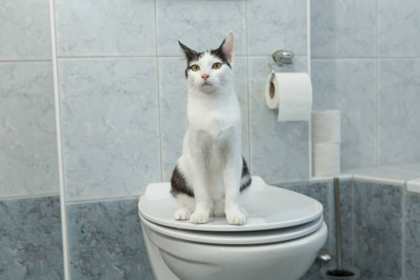 istock black and white young cat sitting on human toilet 1298622115