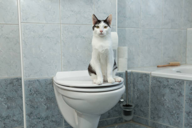 istock black and white young cat sitting on human toilet 1298622228