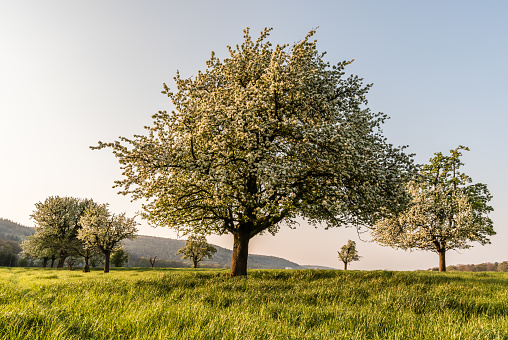 Blooming apple trees on a meadow