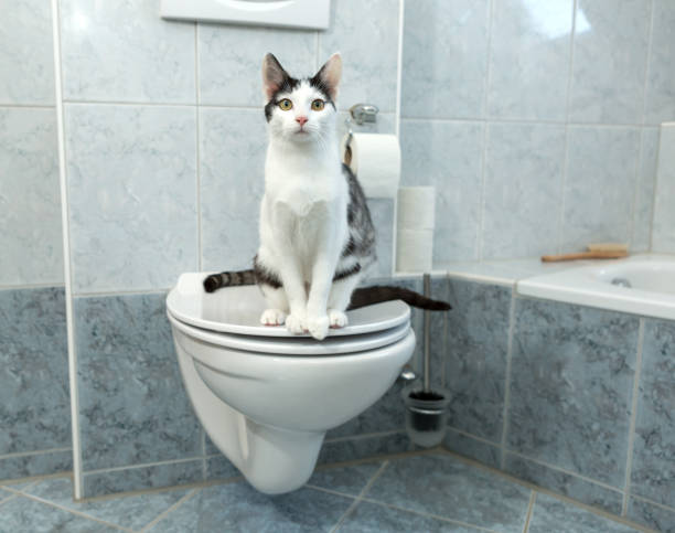 istock cats sitting on toilet 1298622340