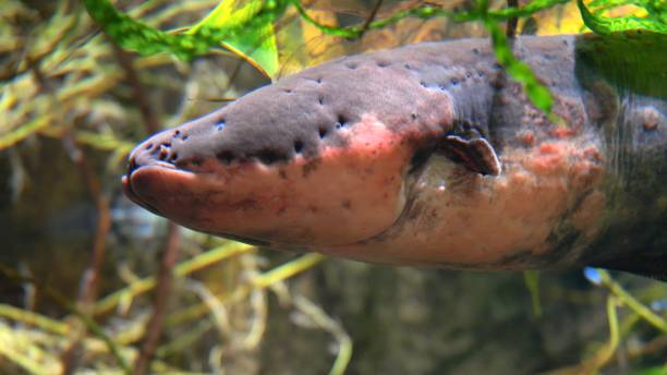 istock Electric Eel Close-up Electrophorus Electricus 1298622410