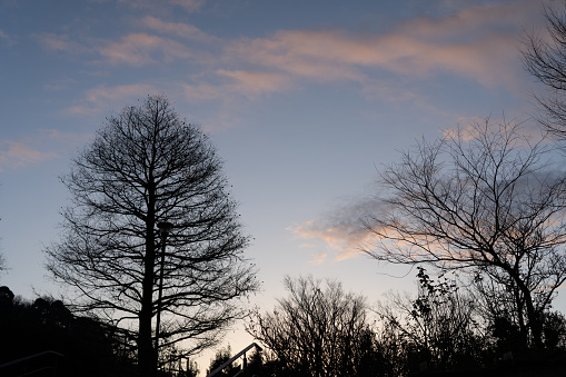Silhouette of trees in the park in the early morning of winter