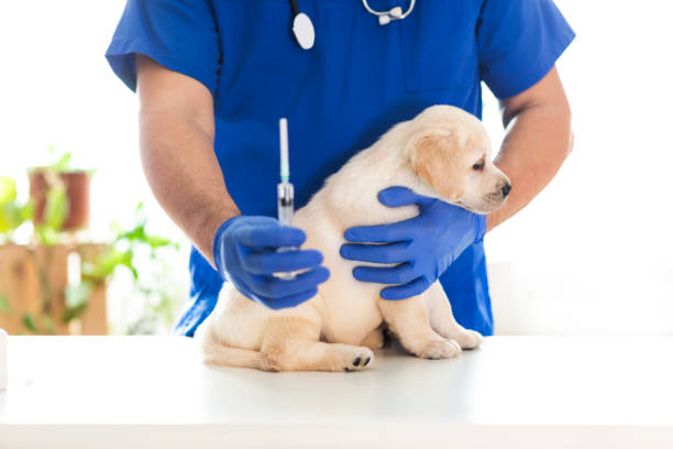 istock Puppy at veterinarian office 1298624047