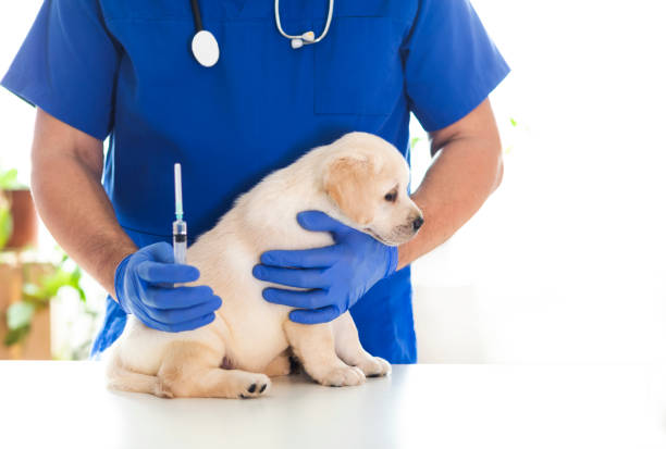 istock Puppy at veterinarian office 1298624059