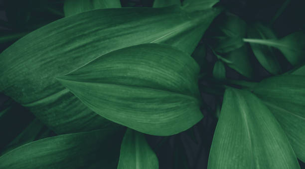 istock tropical leaves, abstract green leaves texture, nature background 1298624156