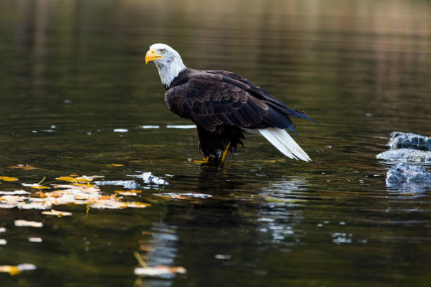 белоголовый орел сидит на камне в озере - white headed eagle стоковые фото и изображения