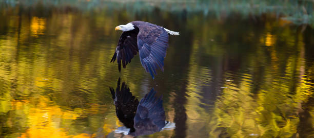 белоголовый орел в полете - white headed eagle стоковые фото и изображения