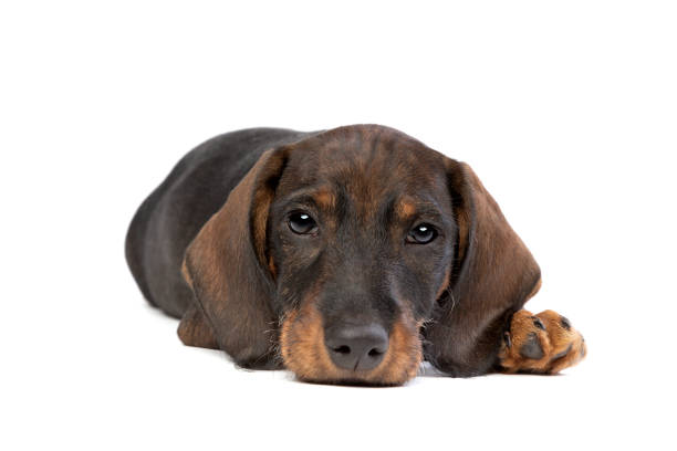 istock black and tan wire haired dachshund puppy isolated on white 1298624893