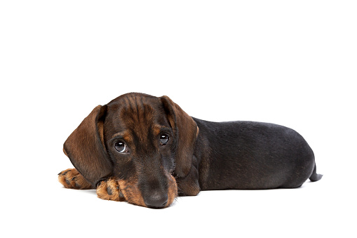 black and tan wire haired dachshund puppy in front of a white background