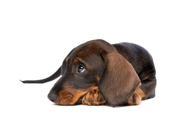 istock black and tan wire haired dachshund puppy isolated on white 1298625415