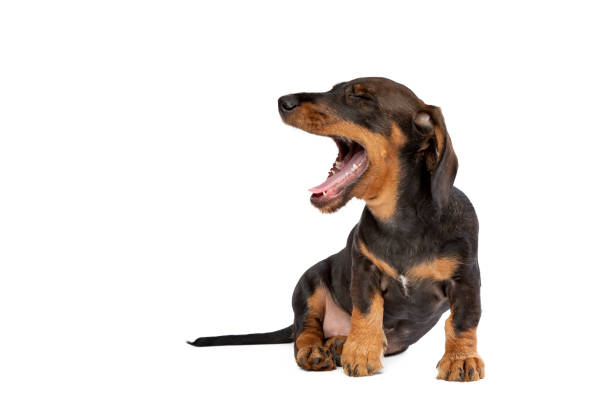 A dog