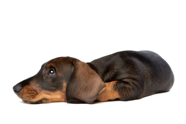 istock black and tan wire haired dachshund puppy isolated on white 1298625417