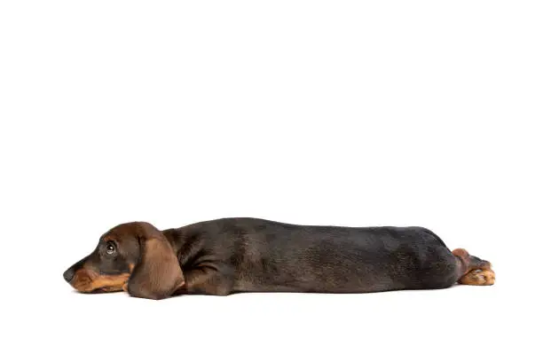 black and tan wire haired dachshund puppy in front of a white background