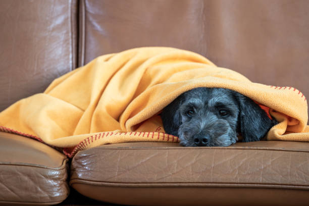 istock Sweet puppy look 1298626527