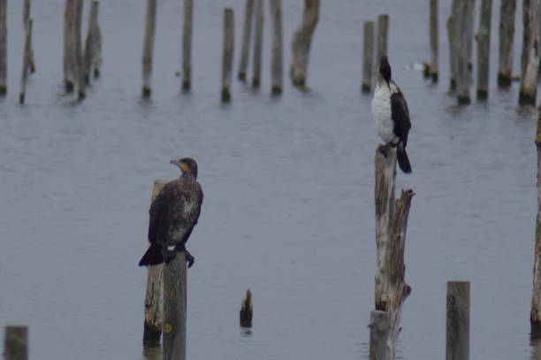 istock Wild bird in reserve 1298626594
