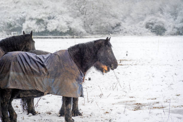 istock horses grazing in a field paddock on a winters day in january 1298626849