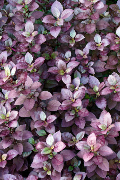 istock Purple Prince Joyweed plants 1298626902