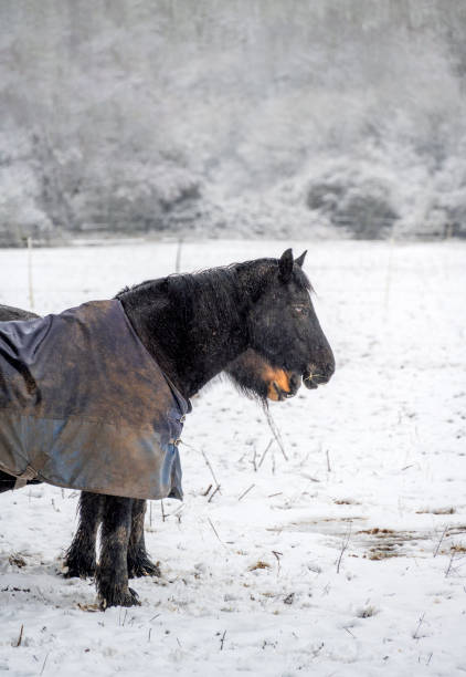 istock horses grazing in a field paddock on a winters day in january 1298626904