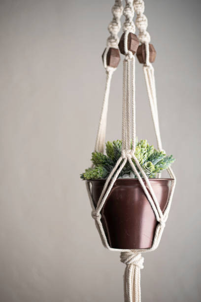 istock Hanging potted plant by bright window 1298627766