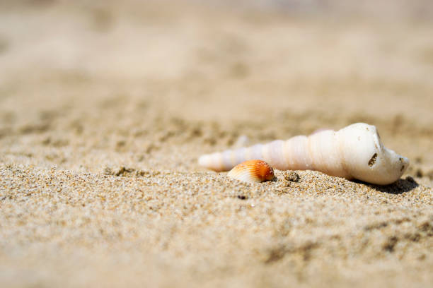 istock Seashells on the sand close-up. Tropical beach. Summer background. Copy space 1298628733