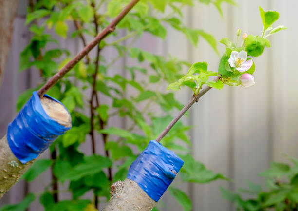 apfelbaum-veredelung aus nächster nähe - grafted stock-fotos und bilder