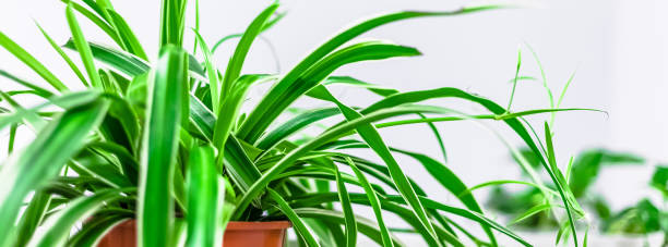 istock Green plants home decoration on white background 1298629137