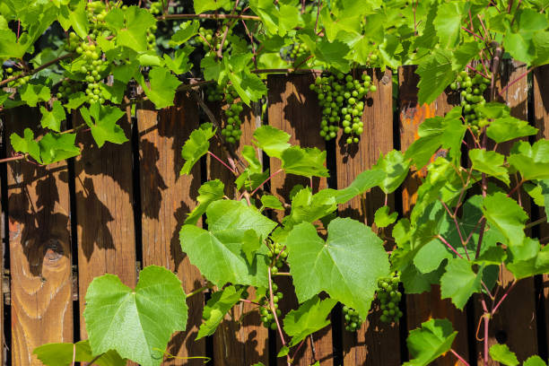istock Close up vine leans and unripe grapes in summer time before fall 1298631605