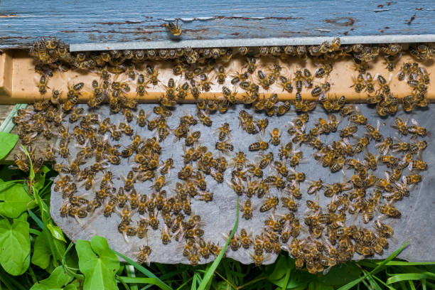 istock Entry of a bee hive 1298631699