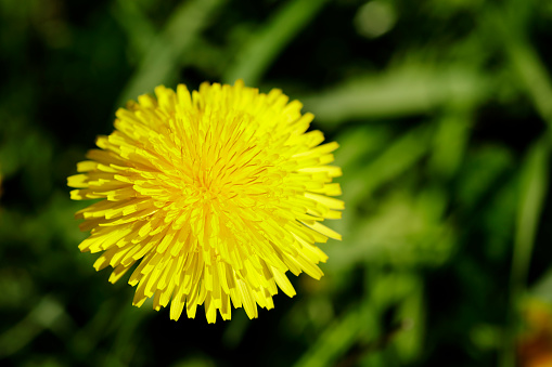Yellow flowers dandelions among green grass on a lawn