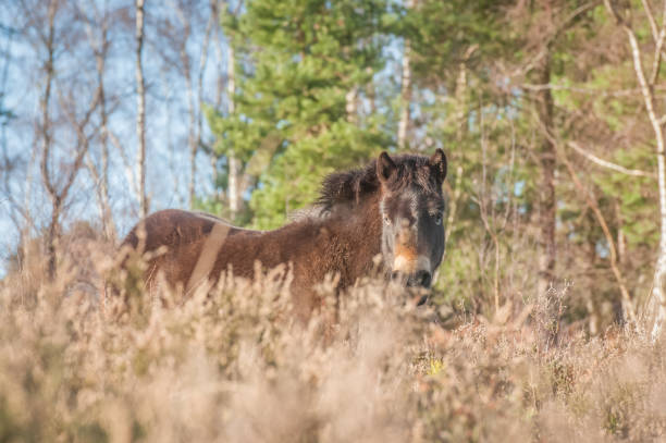 istock Free roaming Exmoor pony in woodland 1298633603