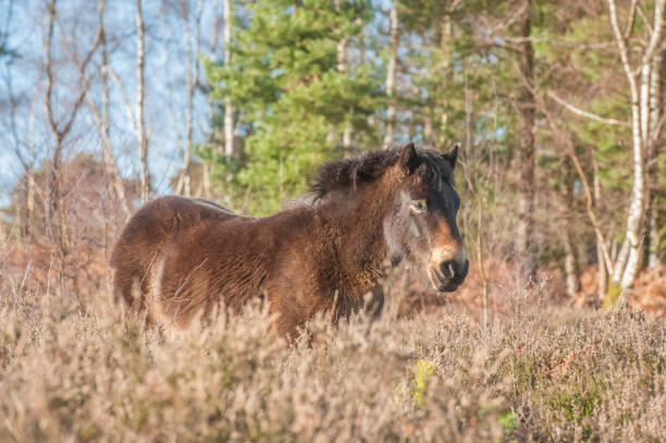 istock Exmoor pony in heath land 1298633625