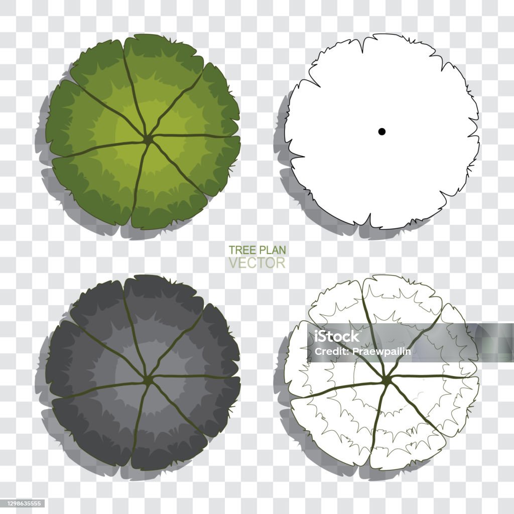Spareplan Tree Tree Plan Stock Illustration - Download Image Now - Architect ...