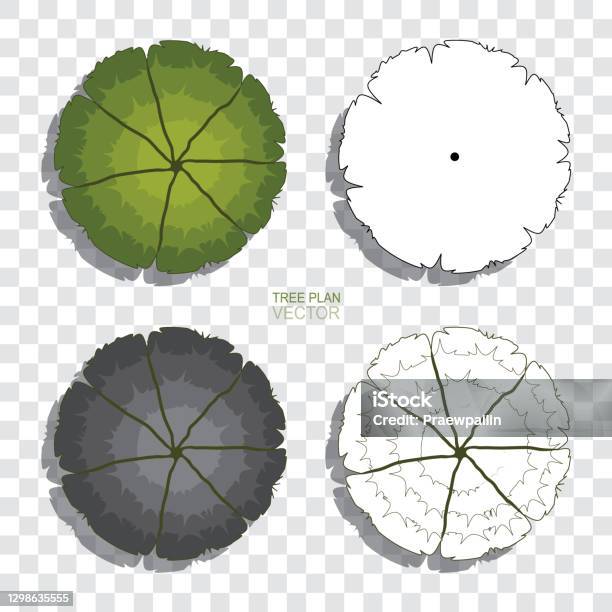 Tree Plan Library Tree Plan Stock Illustration - Download Image Now - Architect ...
