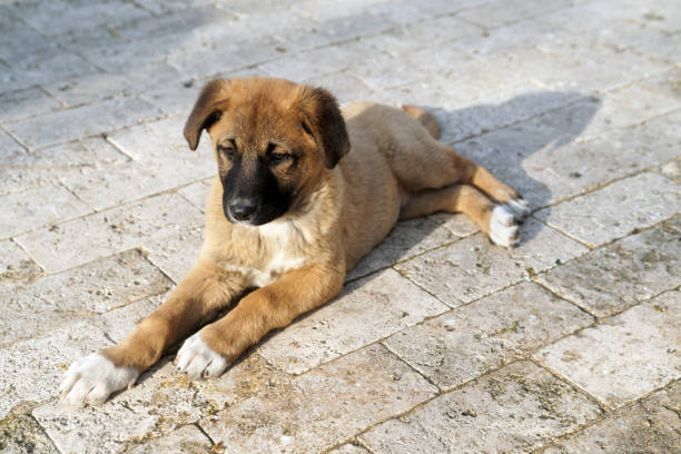 istock Puppy stray dog 1298635669