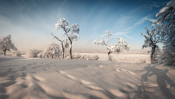 Amazing landscape with some snowy tree in a winter field. Amazing landscape with a lonely snowy tree in a winter field. licht stock pictures, royalty-free photos & images