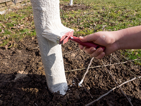 De cerca imagen del jardinero pintando a mano manzanos con pintura blanca para proteger contra roedores photo