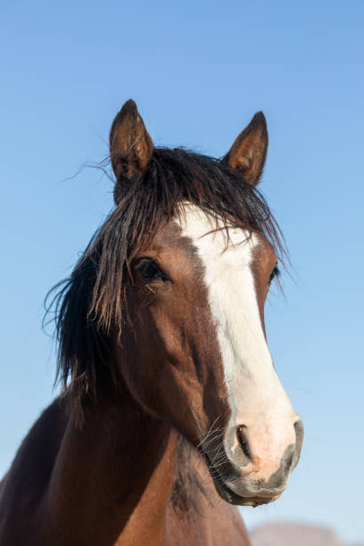 istock Wild Horse in the Utah Desert 1298638147