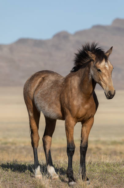 istock Wild Horse in the Utah Desert 1298639546