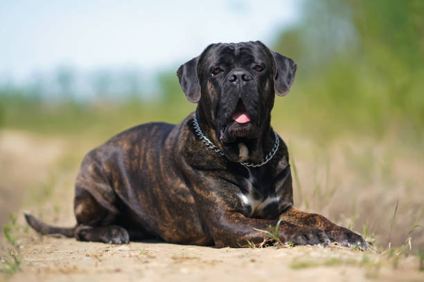 Brindle Cane Corso dog with uncropped ears and a chain collar posing outdoors lying down on a rural road in summer Brindle Cane Corso dog with uncropped ears and a chain collar posing outdoors lying down on a rural road in summer cane corso stock pictures, royalty-free photos & images