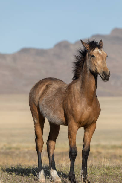 istock Wild Horse in the Utah Desert 1298639744