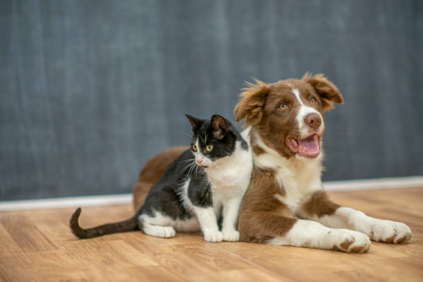 istock We're best dog and cat friends 1298641247