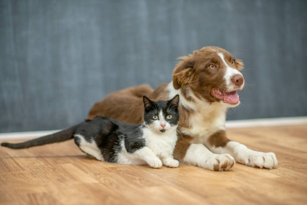 istock Dogs and cats can get along too 1298641253