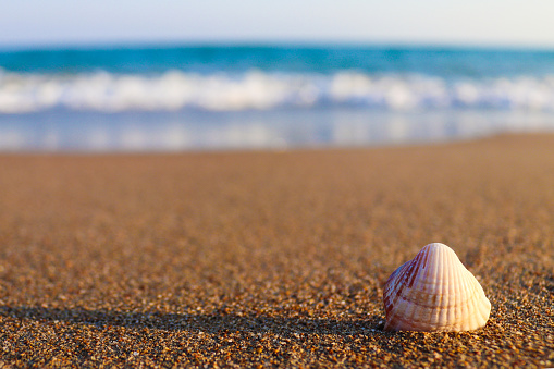 Beautiful seashell on the sandy beach on a sunny summer day. Concept of summer, beach vacation, resort, relaxation. Close-up, selective focus, copy space.