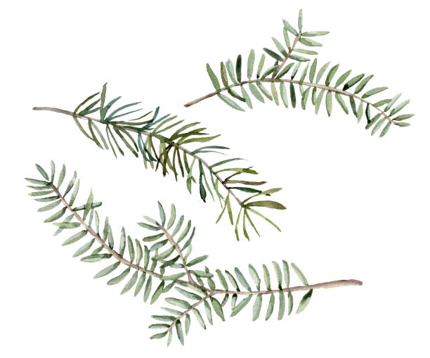 Noblis Blue Spruce Branches: Elegant Holiday Foliage for Festive Decor Noblis Blue Spruce Branches: Elegant Holiday Foliage for Festive Decor