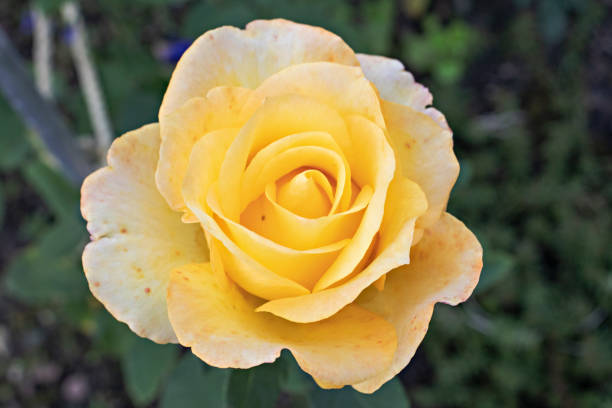 istock beautiful  rose in the garden 1298642280